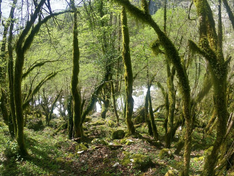 Forest of Mrtvica Canyon